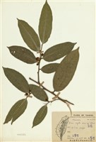 藏品(白肉榕(島榕))的圖片